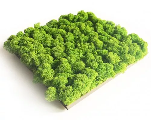 Green Acoustics GA01 PRO panel akustyczny z mchu 50x50 cm Green Acoustics GA01 PRO panel akustyczny z mchu 50x50 cm