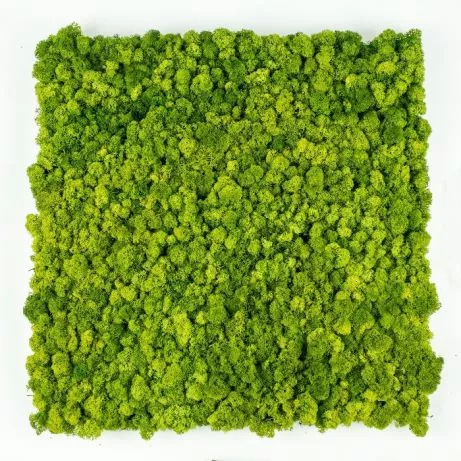 Green Acoustics GA01 PRO panel akustyczny z mchu 100x50cm Green Acoustics GA01 PRO panel akustyczny z mchu 100x50cm