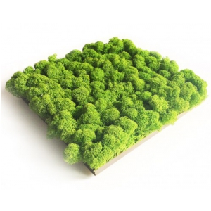 Green Acoustics GA01 PRO panel akustyczny z mchu 50x50 cm