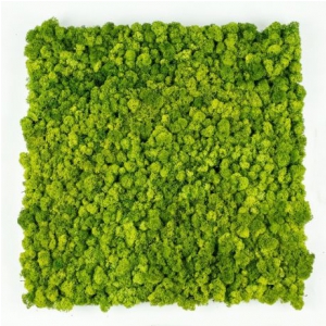 Green Acoustics GA01 PRO panel akustyczny z mchu 100x50cm