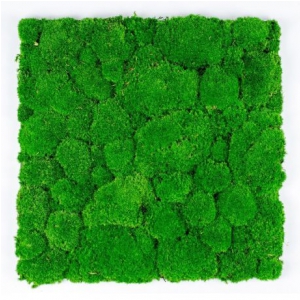 Green Acoustics GA02 PRO panel akustyczny z mchu 100x50 cm